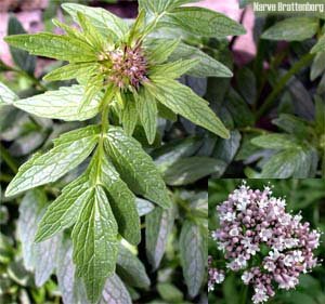 والریانا سامبوسیفولیا - معرفی و خواص گیاهان دارویی